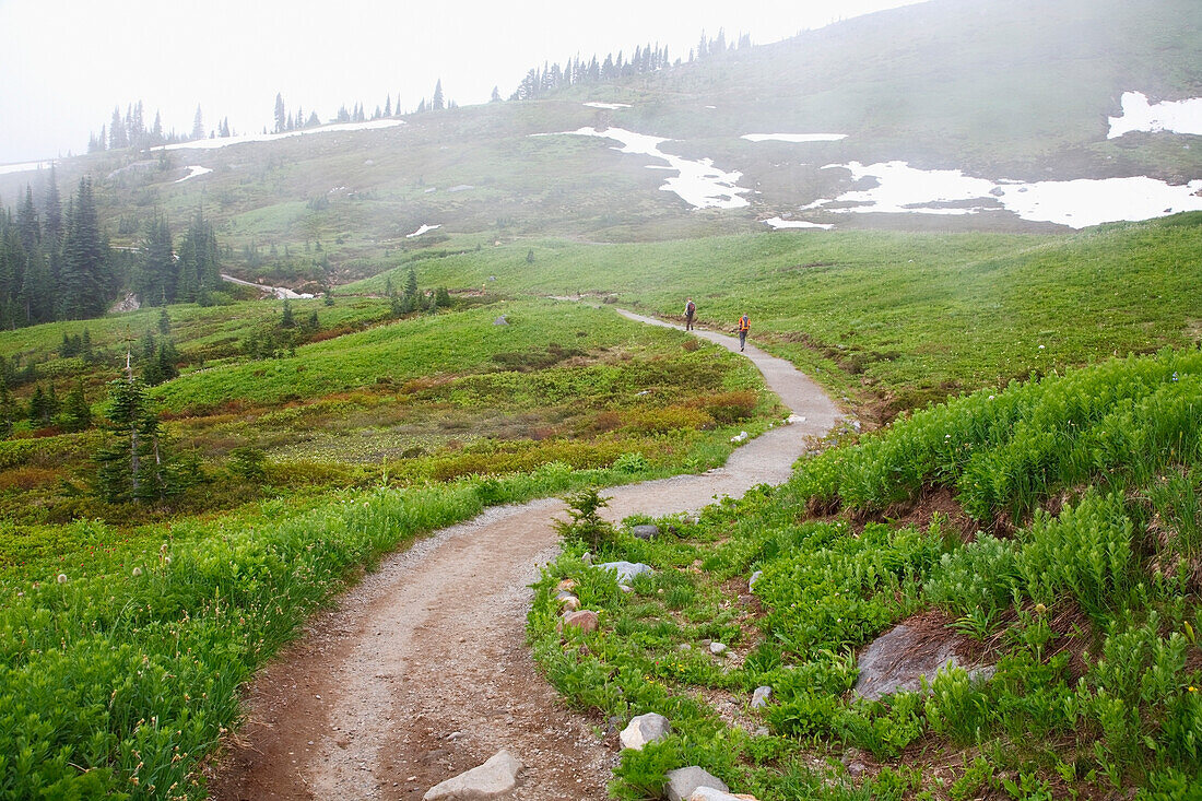 'Washington, United States Of America; Fog Along A Trail In Mt. Rainier National Park'