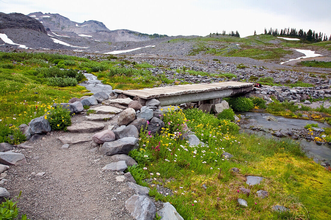 'Washington, United States Of America; Wildflowers Along A Trail In Mt. Rainier National Park'