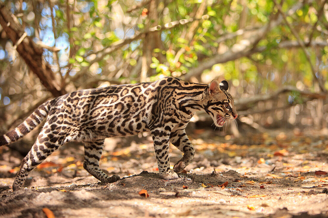 'Roatan, Bay Islands, Honduras; Endangered Species Jaguar (Panthera Onca) In The Rehab Center & Forest Preserve On Mango Key Across From Coxen Hole'
