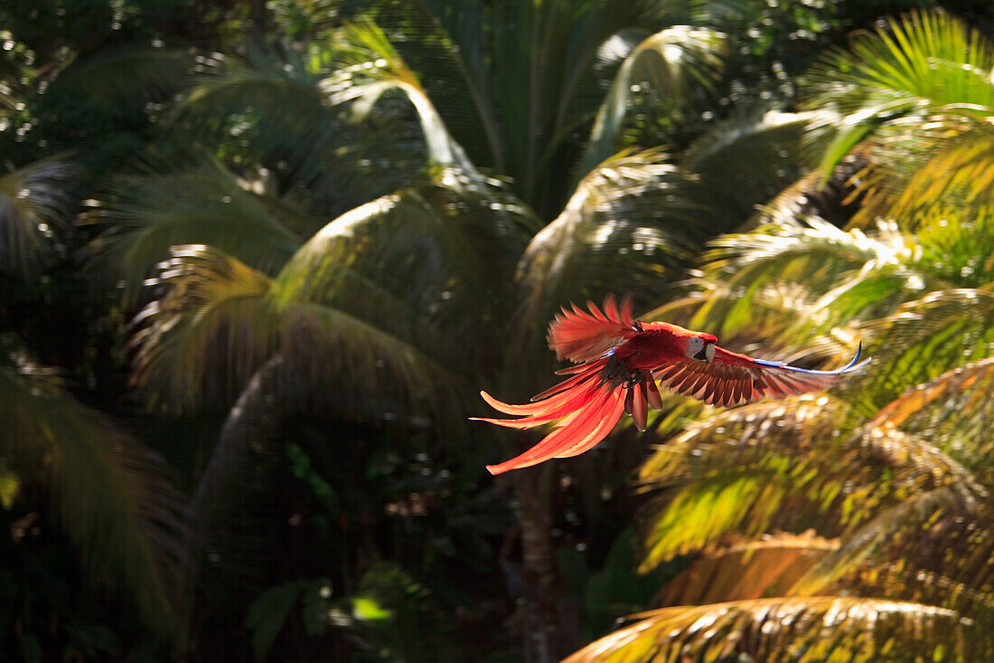 'Roatan, Bay Islands, Honduras; Scarlet Macaws (Ara Macao) In Flight In The Forest Preserve'