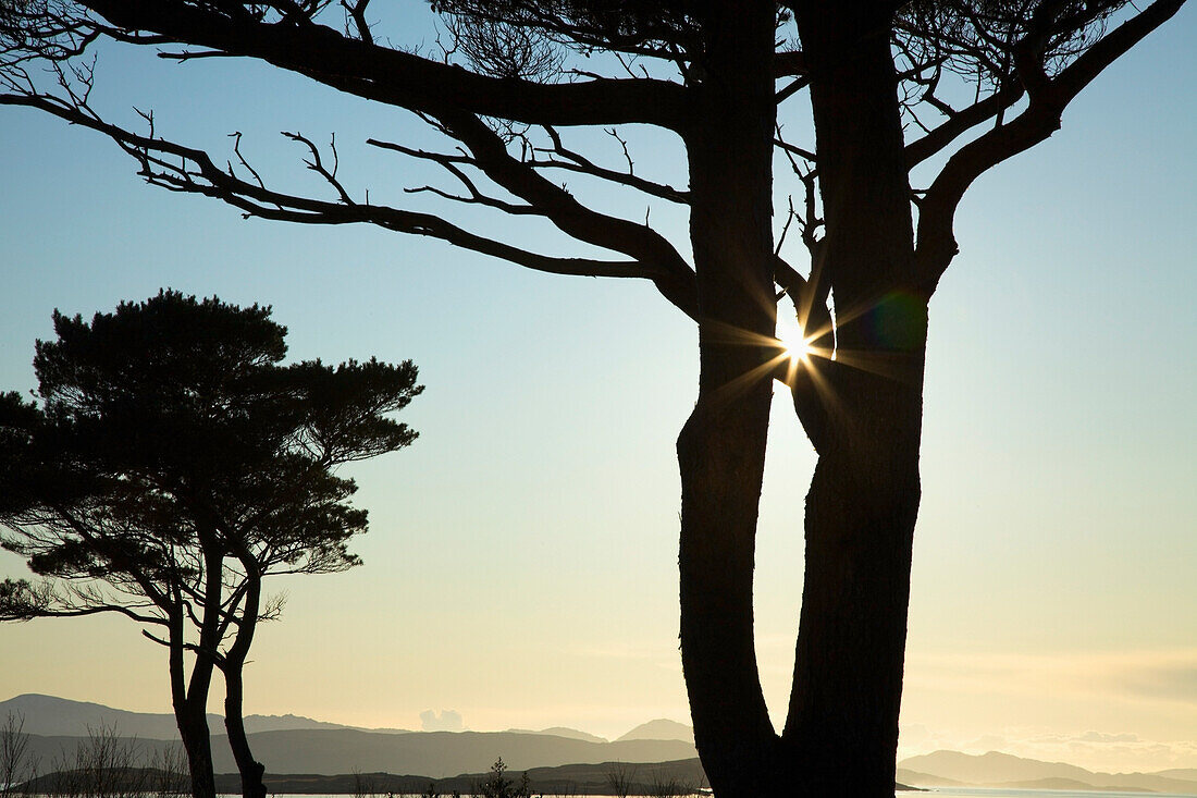 'Parknasilla, County Kerry, Ireland; Silhouette Of Trees With The Sunlight Beaming Through The Branches'