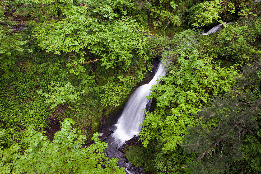 'Oregon, United States Of America; Lush Green Foliage Along Shepperd's Dell Falls In Columbia River Gorge National Scenic Area'