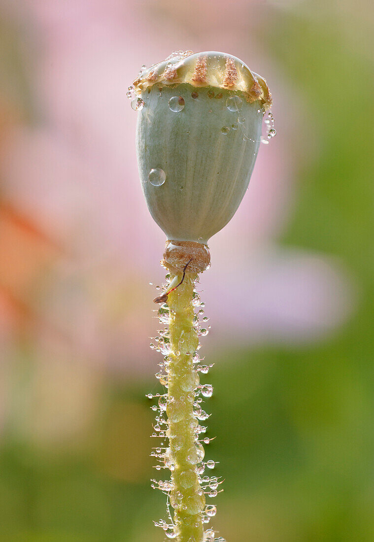 'Portland, Oregon, United States Of America; Dew Drops On A Poppy Capsule And Stem'