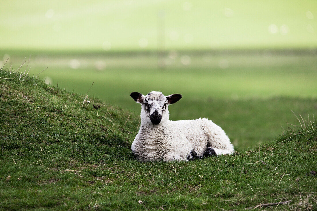 'Northumberland, England; A Sheep Sits Alone In A Pasture'