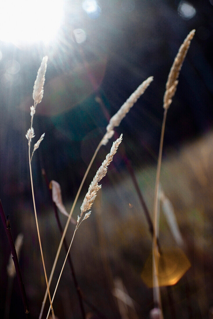 'Spruce Grove, Alberta, Canada; Wheat Grass In The Sunlight'