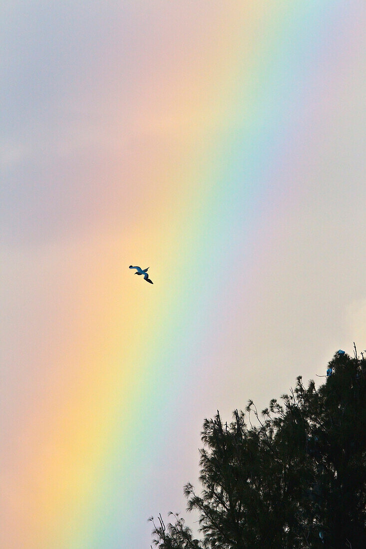 'Hawaii, United States Of America; Red-Footed Booby (Sula Sula) In Flight With Rainbow Background'