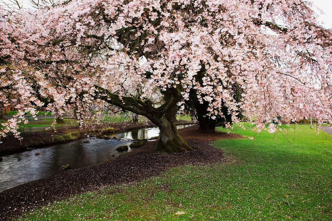 'Portland, Oregon, United States Of America; Blossoms On The Trees In Spring In Westmorland Park'