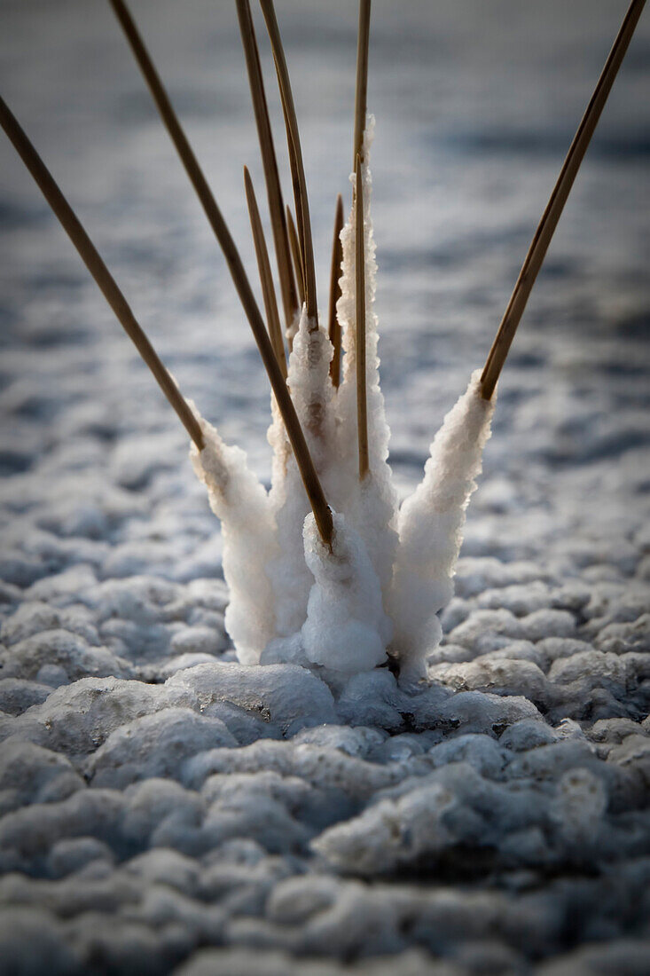 'Marsden, Saskatchewan, Canada; Grass Encased In Salt On A Dry Lake Bed'