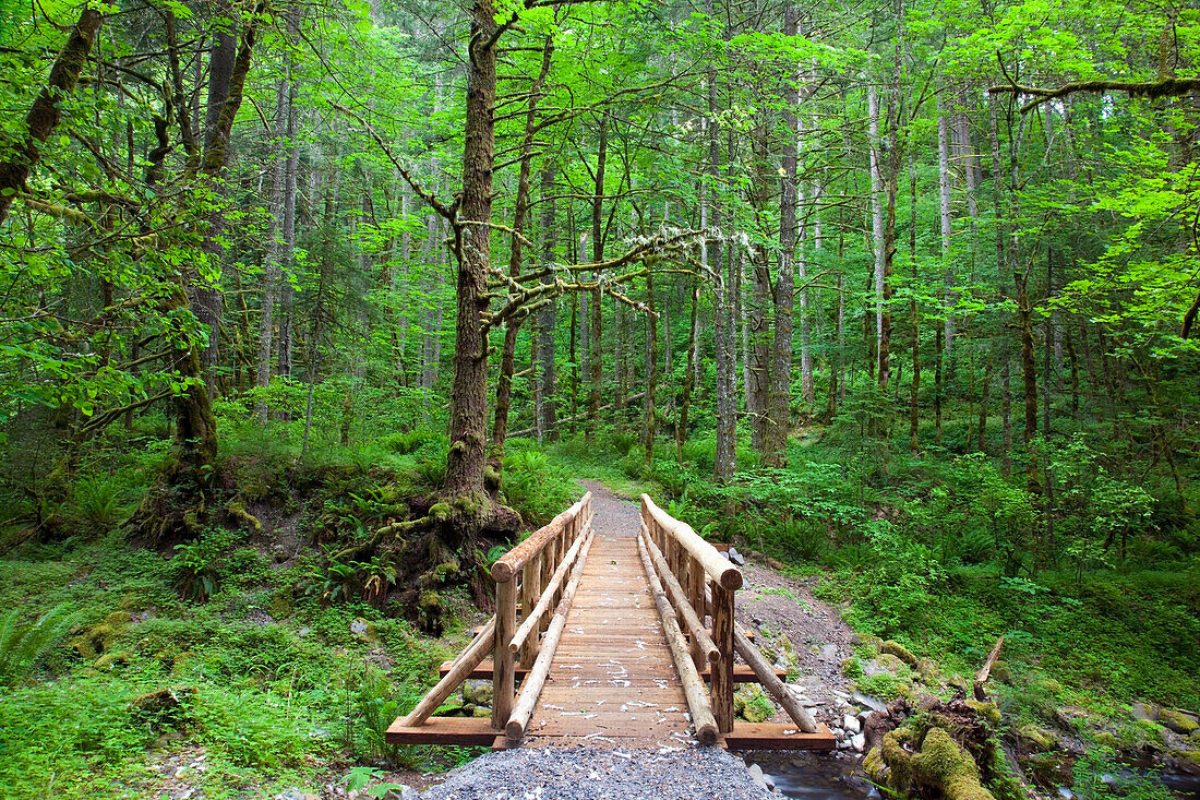 'Oregon, United States Of America; A Wooden Walkway In Columbia River Gorge National Scenic Area'