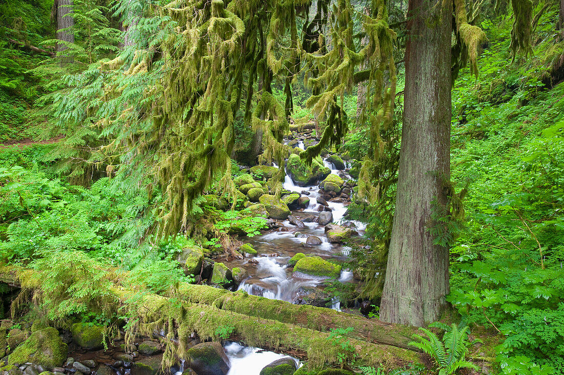 'Oregon, United States Of America; A Trail And A Creek In The Lush Forest In The Columbia River Gorge National Scenic Area'