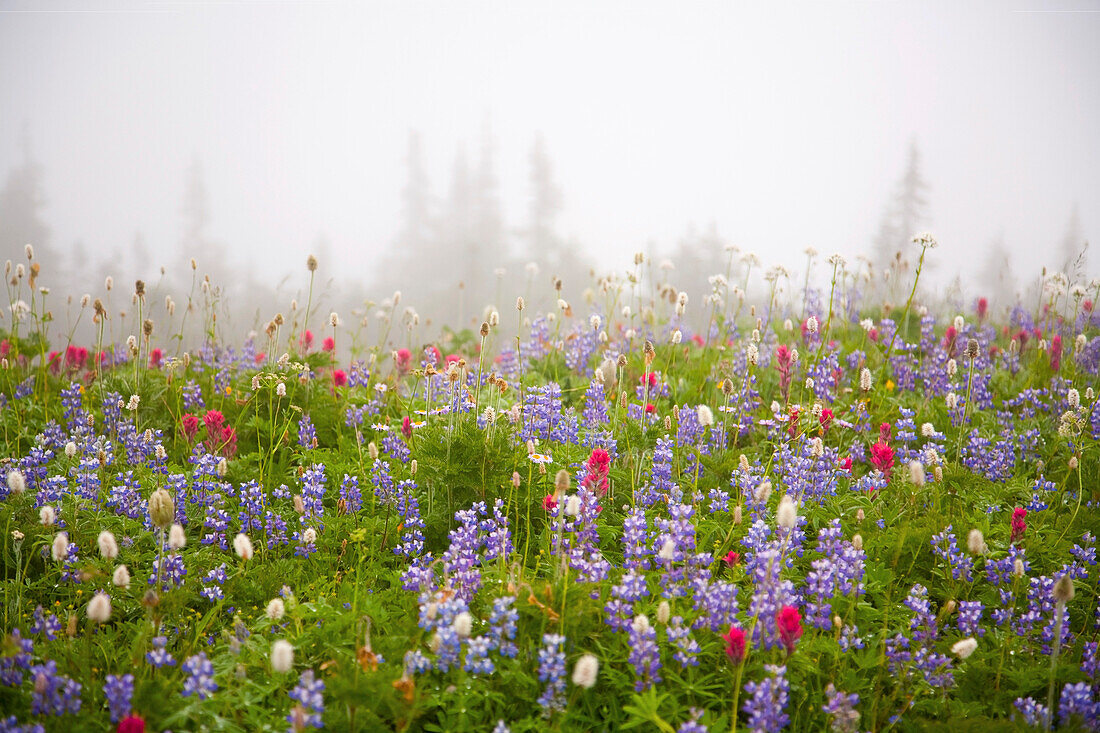 'Washington, United States Of America; Wildflowers In A Meadow With Fog In Mt. Rainier National Park'