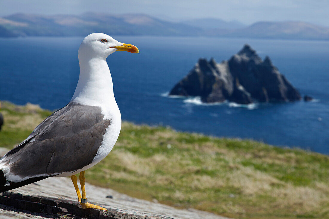 'Skellig Michael, County Kerry, Ireland; A Seagull Stares Out Towards The Atlantic Ocean With Skellig Beag In The Background'