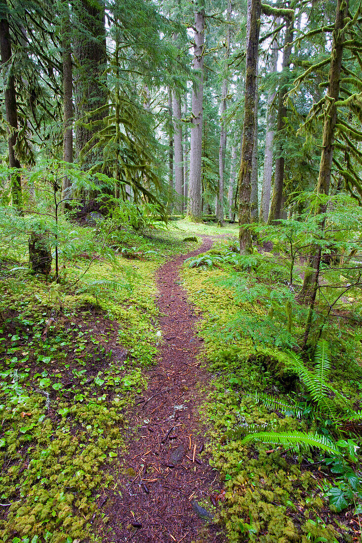 'A Trail Going Through Mount Hood National Forest; Oregon, Usa'