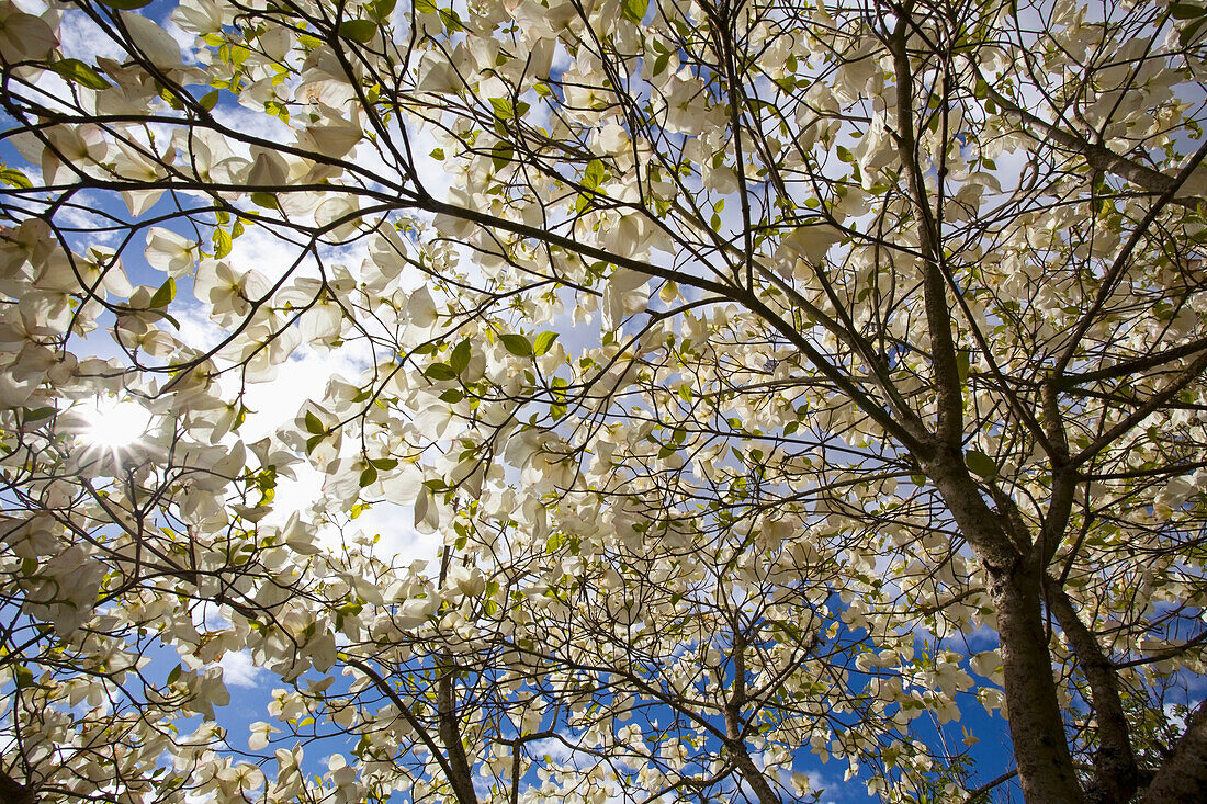 'A Tree With Blossoms In Happy Valley Park; Oregon, Usa'