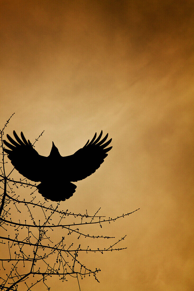 'A Crow Flies By A Tree Under A Sunset Sky; Vancouver, British Columbia, Canada'
