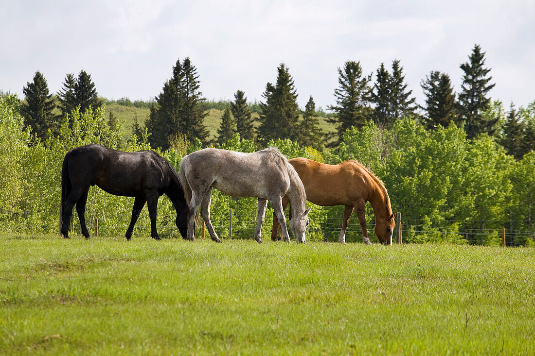 'Three Horses Grazing In A Field With Trees; Calgary, Alberta, Canada'