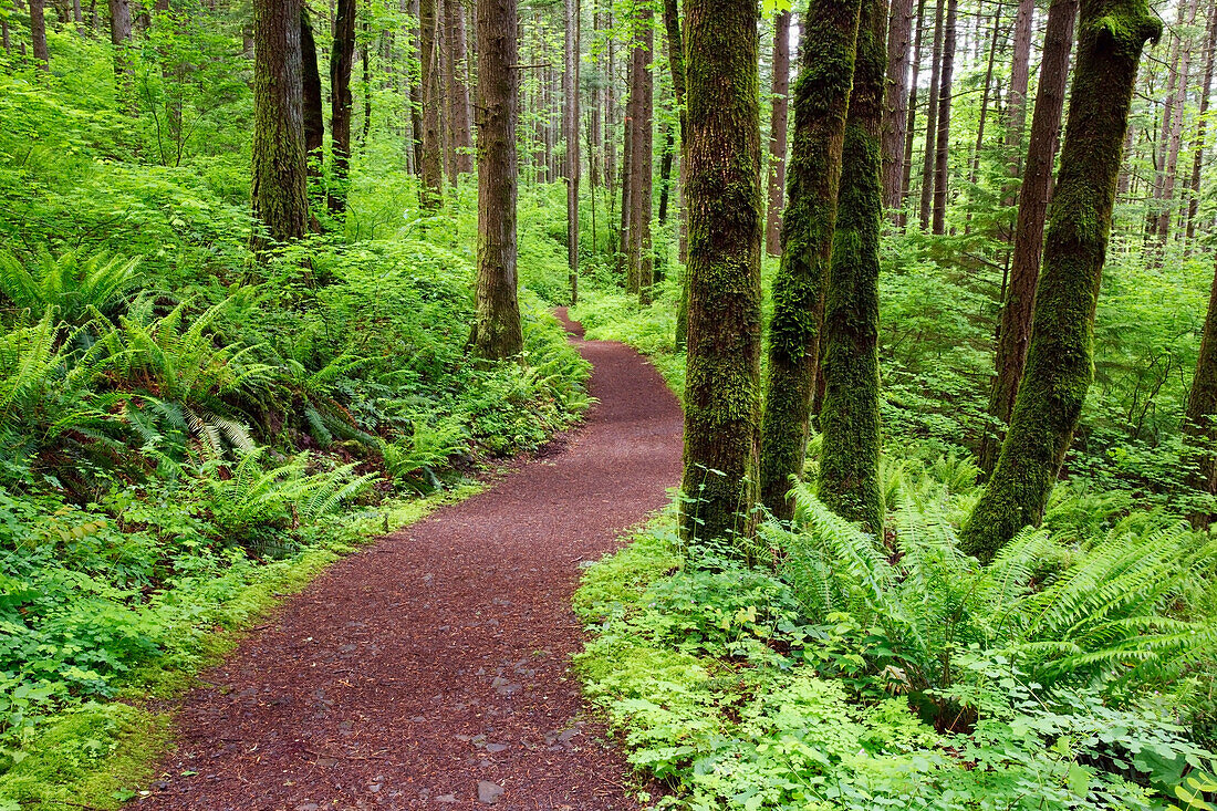 'A Trail In Columbia River Gorge National Scenic Area; Oregon, Usa'