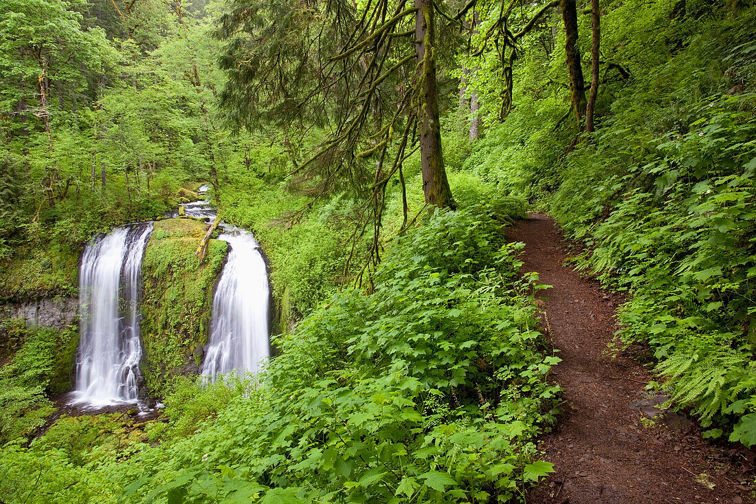'Upper Mccord Creek Falls And A Trail In Columbia River Gorge National Scenic Area; Oregon, Usa'