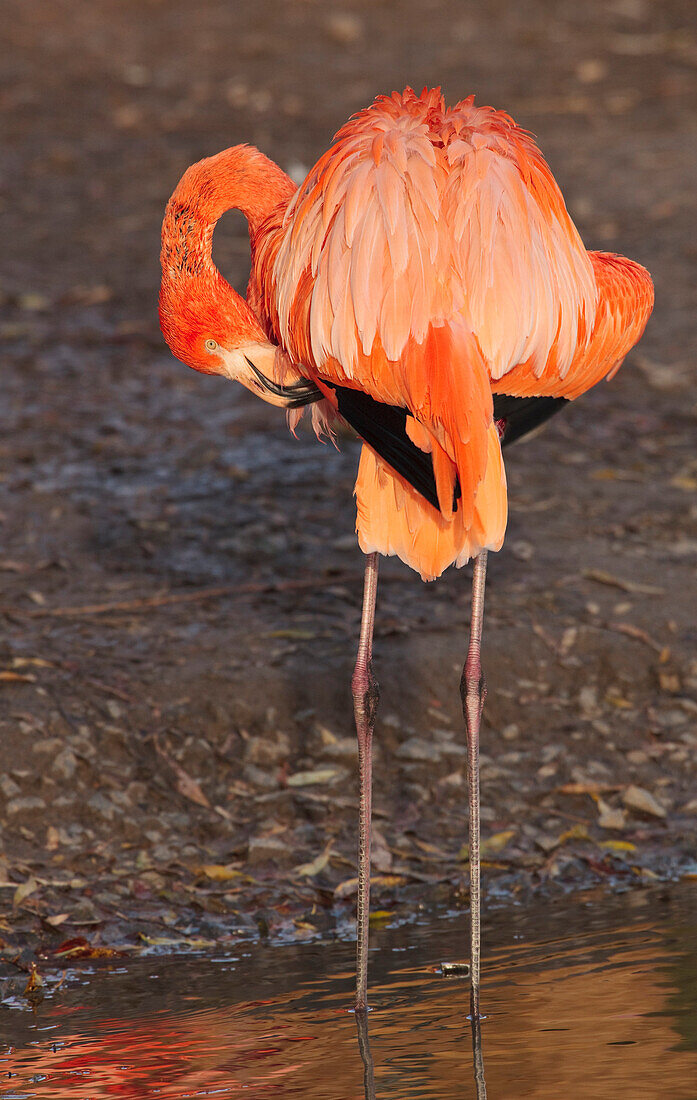 'Captive America Flamingo At The Zoo; England'