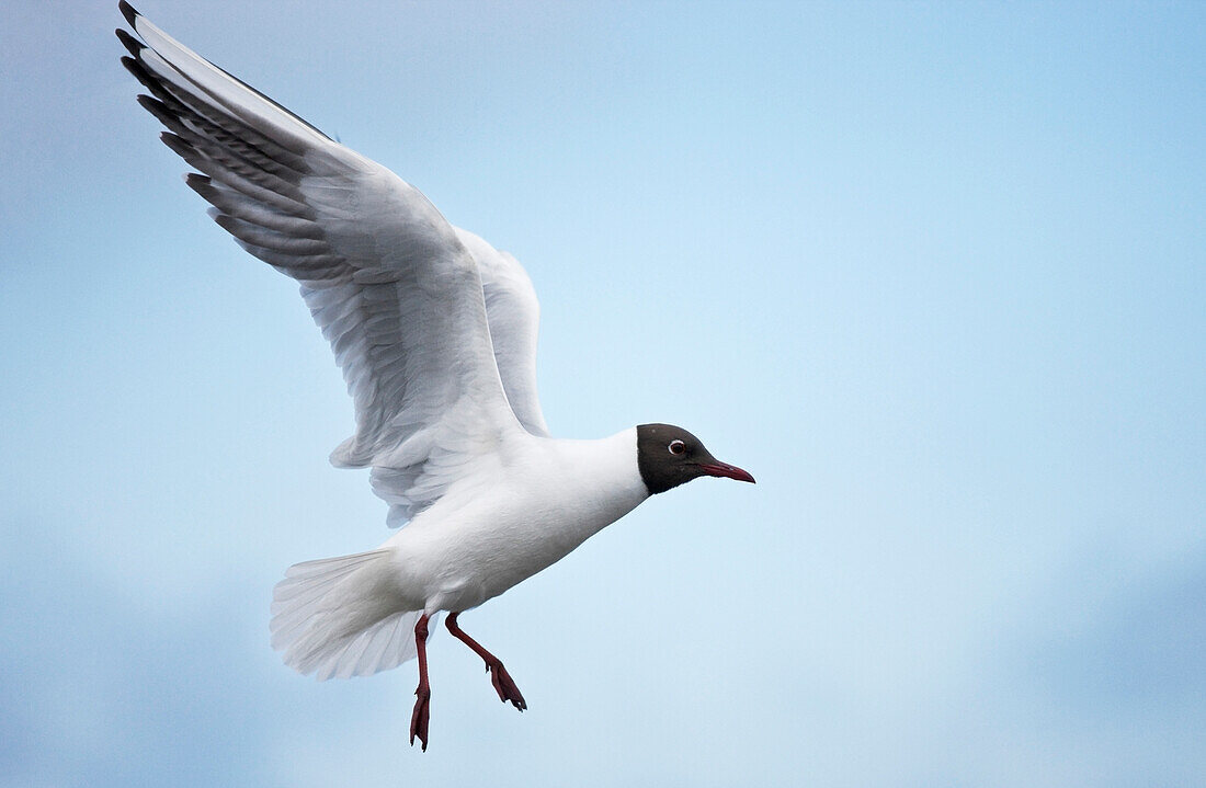 'Arctic Tern (Sterna Paradisaea) In Flight; Farne Islands, Northumberland, England'