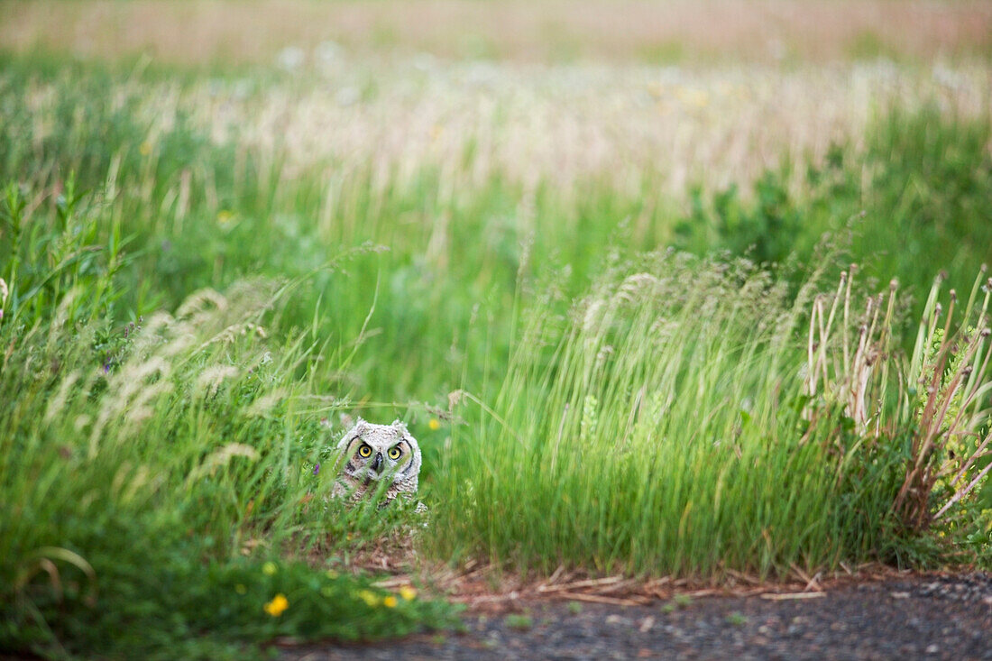 'Owl In The Grass; Thunder Bay, Ontario, Canada'