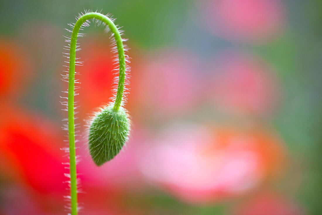 'The Bud Of A Wildflower In Columbia River Gorge National Scenic Area; Portland, Oregon, Usa'
