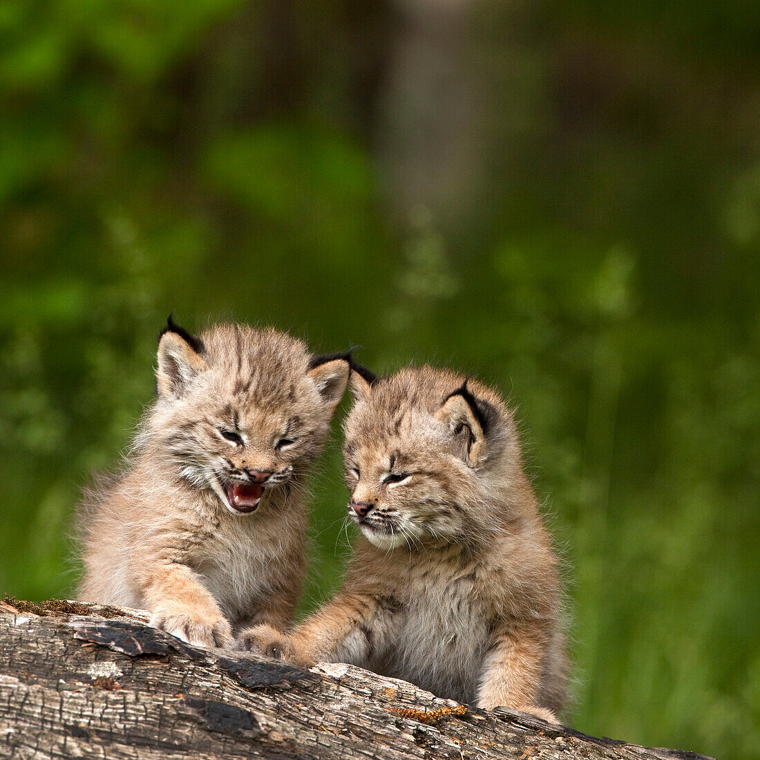'Two Canada Lynx (Lynx Canadensis) Kittens Playing On A Log; Canmore, Alberta, Canada'