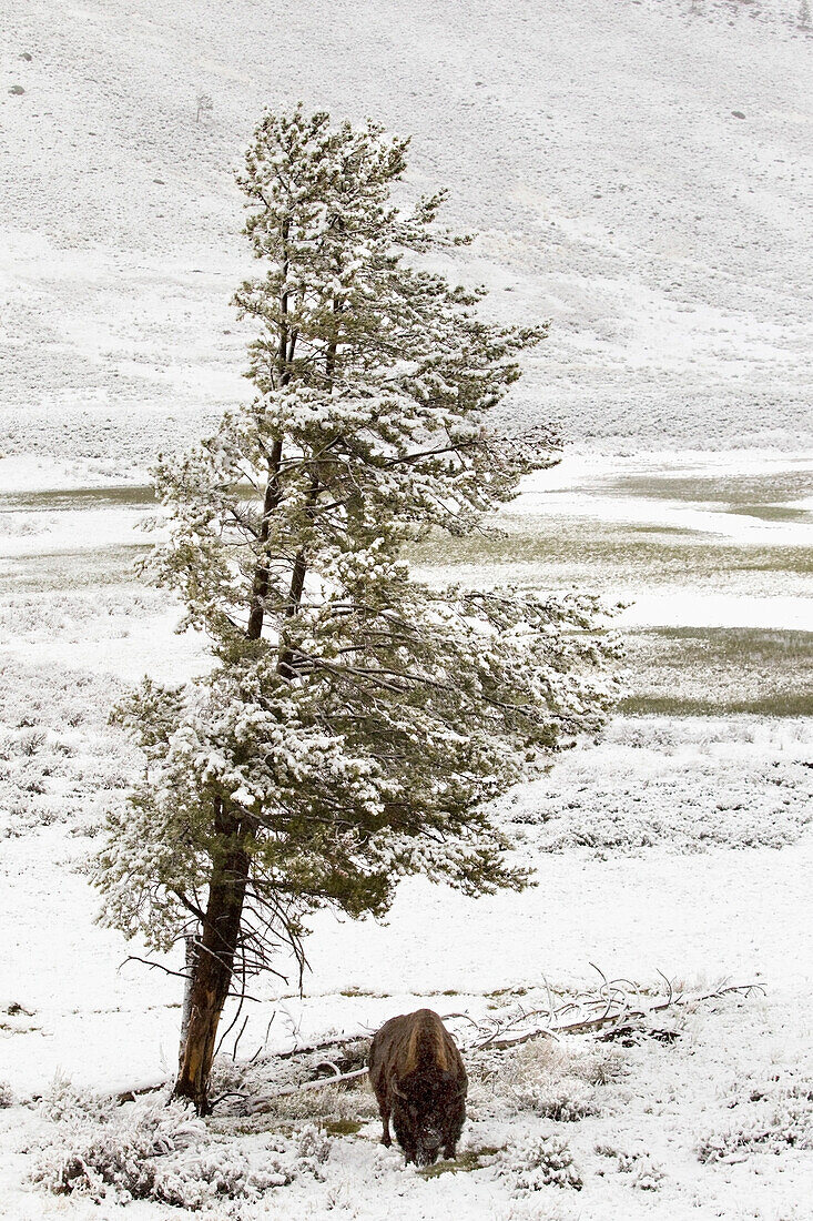 'A Buffalo Alone In A Winter Landscape In Lamar Valley In Yellowstone National Park; Wyoming, Usa'