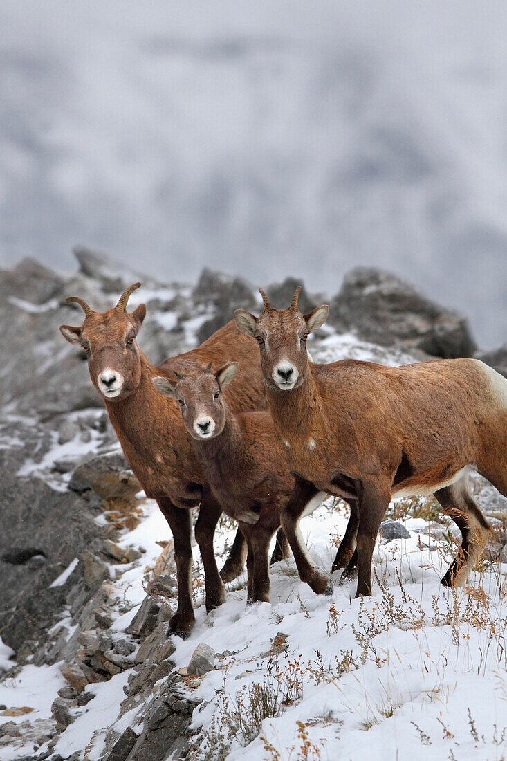 'Mountain Sheep Family; Nordegg, Alberta, Canada'