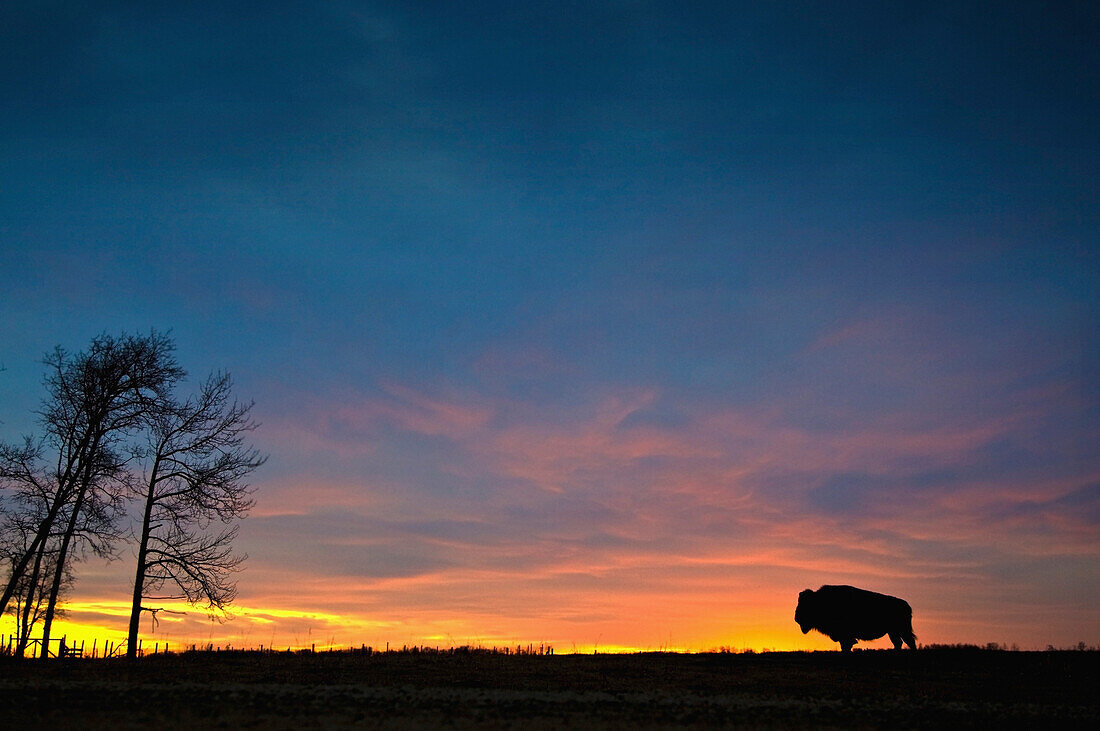 'Buffalo At Sunset In Elk Island National Park; Alberta, Canada'