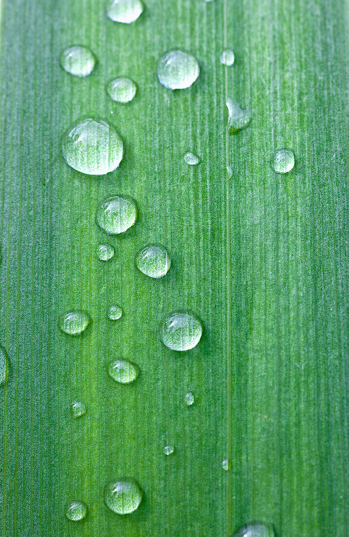 'Drops Of Water On A Green Leaf; Northumberland, England'