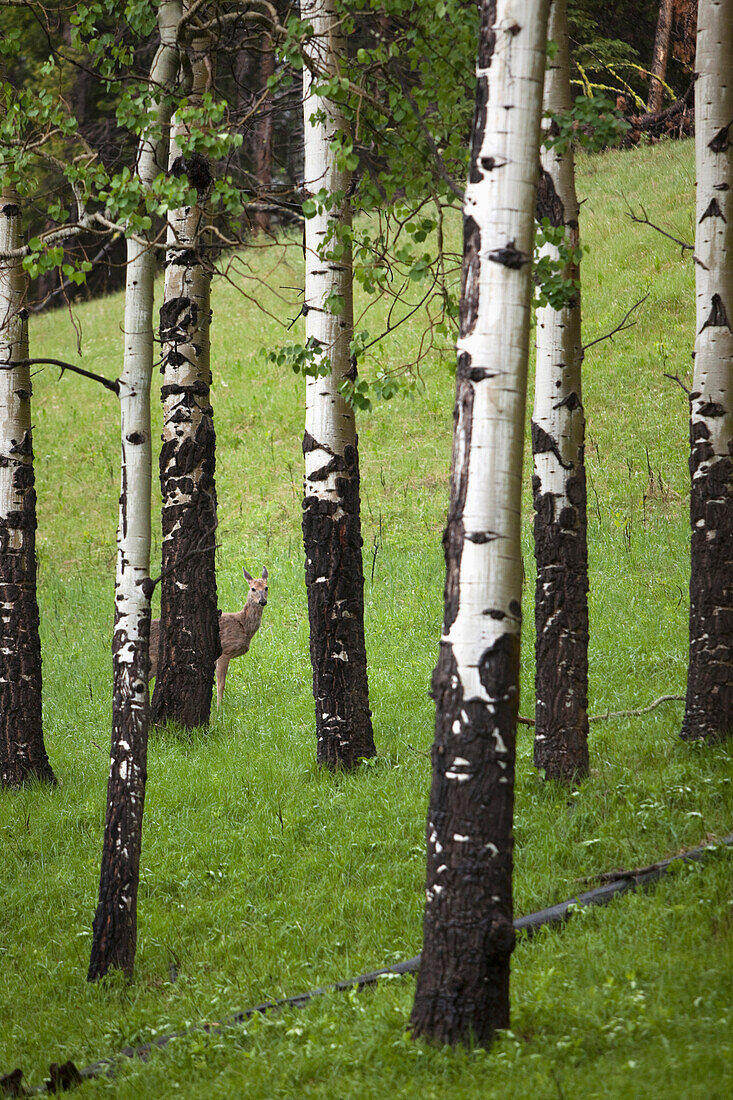 'White-Tailed Deer (Odocoileus Virginianus) Behind Some Trees; Castle Mountain, Alberta, Canada'