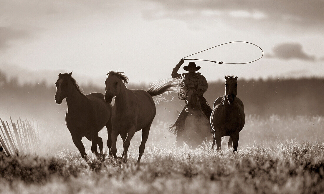 'Cowboy Lassoing Horses; Senaca, Oregon, Usa'
