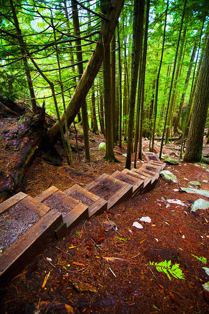 'Climbing Path With Steps Through A Forest; Squamish, British Columbia, Canada'