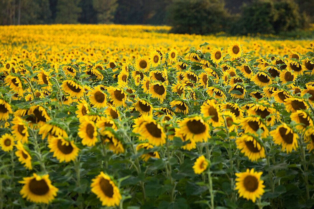 'Sunflower Field; Ontario, Canada'