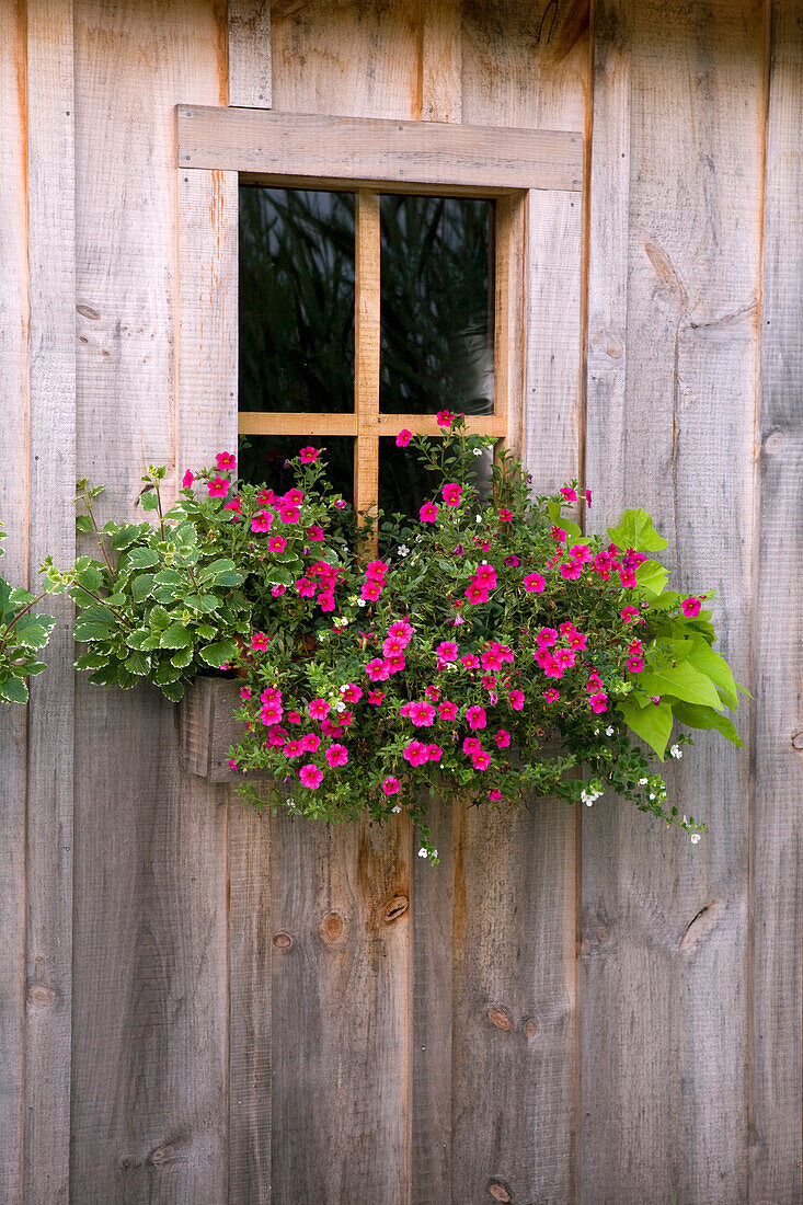 Holzschuppen mit einem Blumenkasten unter dem Fenster; Flesherton, Ontario, Kanada