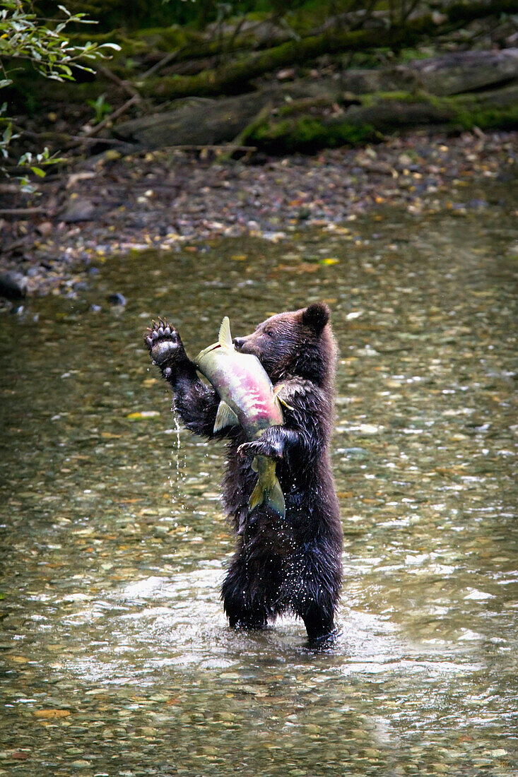 'Grizzly Bear Cub Standing On His Hind Legs Catching A Chum Salmon; Hyder, Alaska, Usa'