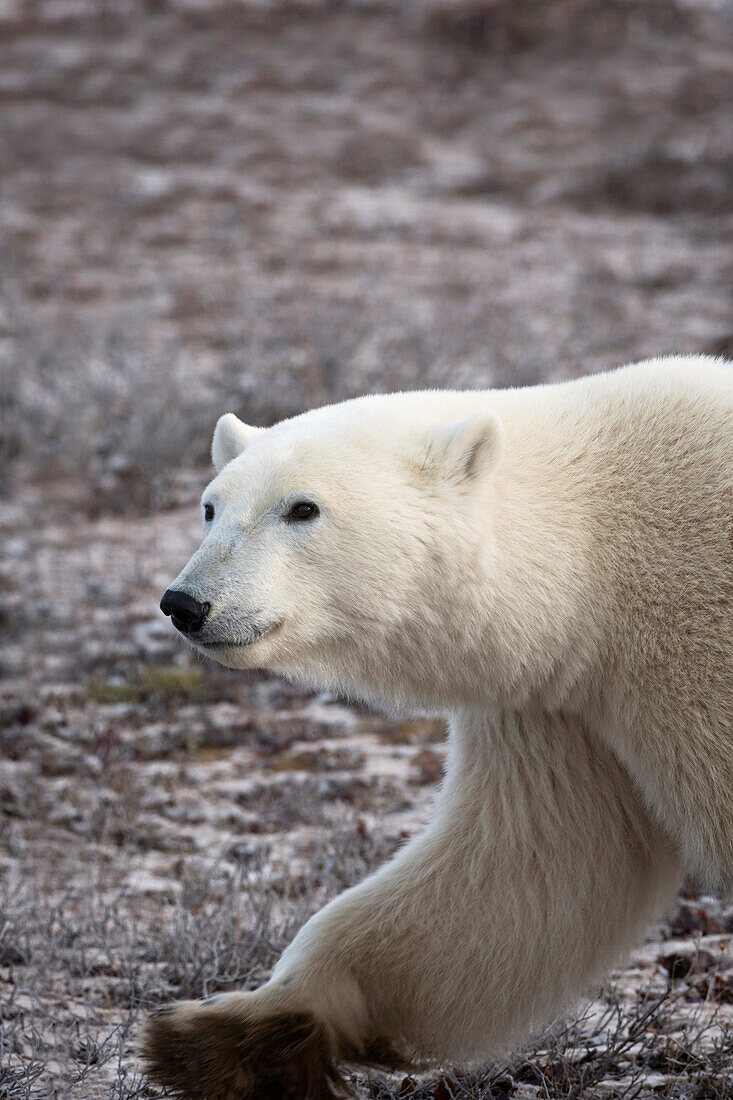 'Polar Bear Walking; Churchill, Manitoba, Canada'