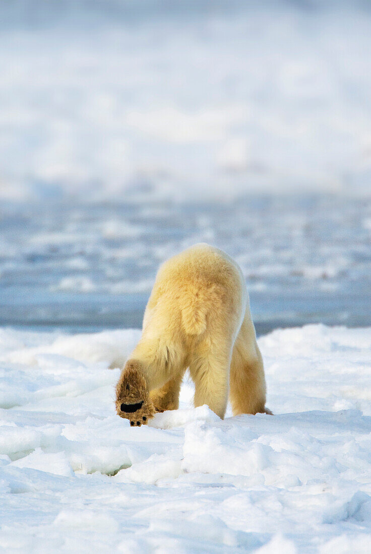 'Polar Bear (Ursus Maritimus) Shows His Unique Footprint Design As He Walks Away In Search Of Food; Churchill, Manitoba, Canada'
