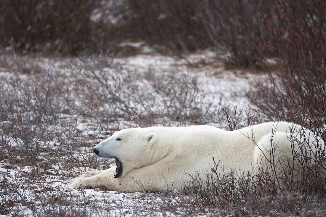 'Polar Bear (Ursus Maritimus) Yawns As He Lays On Frozen Tundra; Churchill, Manitoba, Canada'