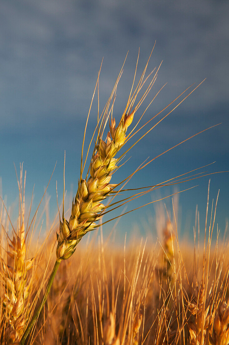 'Ripe Wheat Head At Sunrise; Alberta, Canada'