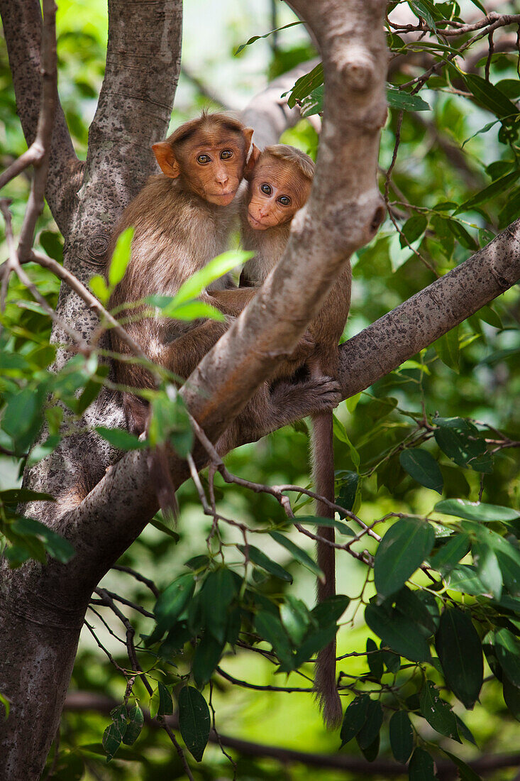 'Two Monkeys In A Tree; Tamil Nadu, India'