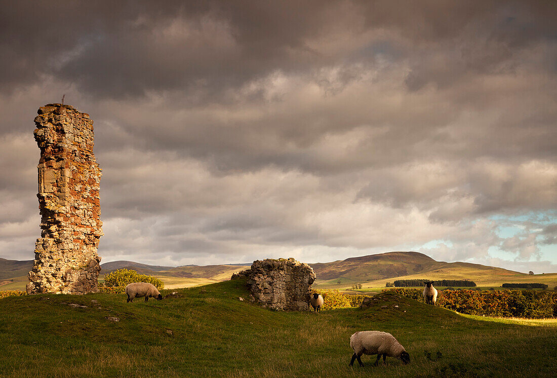 'Ruins Of Cessford Castle With Sheep Grazing In The Field; Scottish Borders, Scotland'