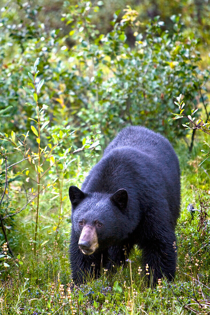 'A Black Bear (Ursus Americanus); Jasper, Alberta, Canada'
