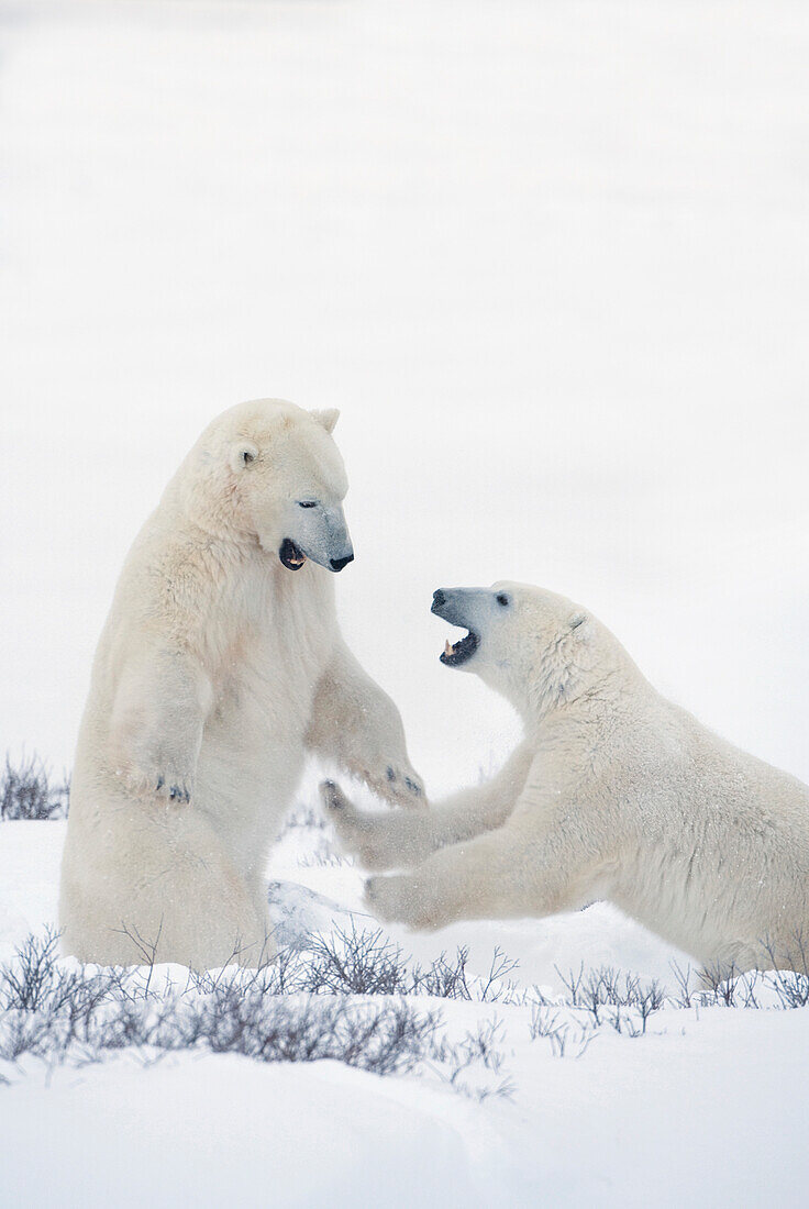 'Two Polar Bears Play Fighting To Sharpen Their Hunting Skills As They Wait For The Ice To Freeze Over At Hudson Bay; Churchill, Manitoba, Canada'