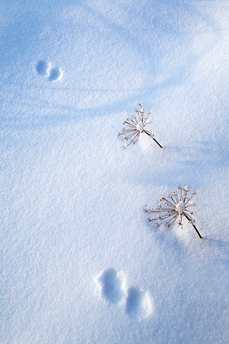 'Animal Footprints In Fresh Snowfall; Hyder, Alaska, Usa'