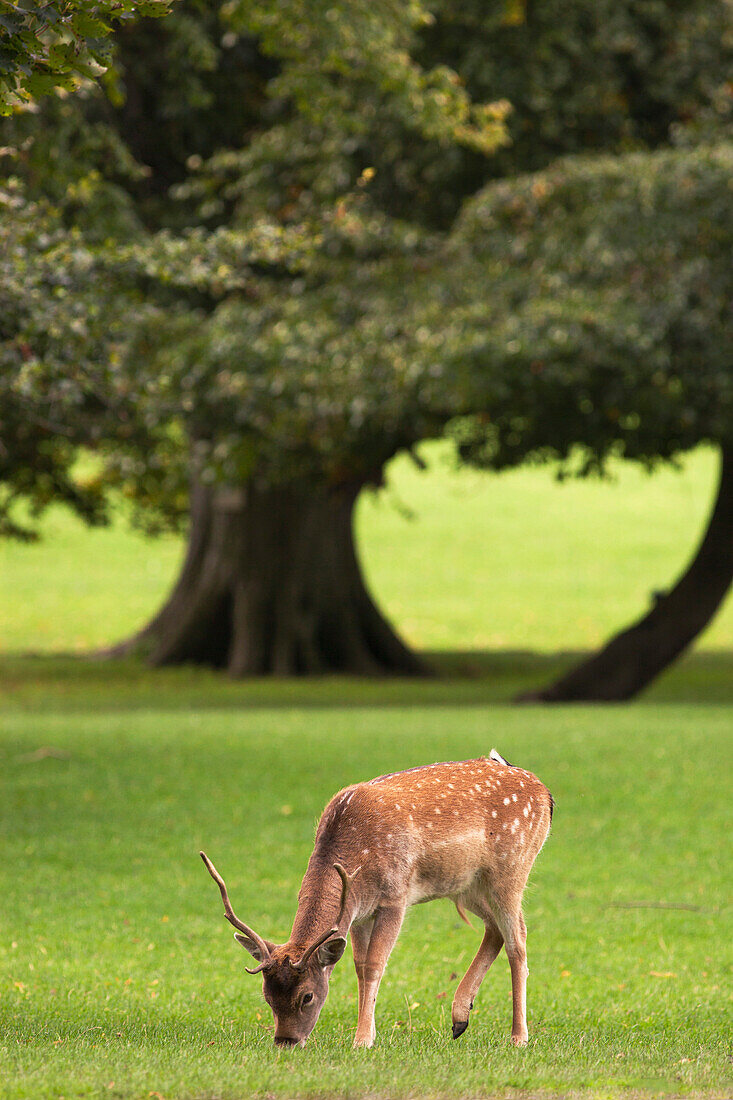 'A Deer (Cervidae) Grazing On The Grass; Durham, England'