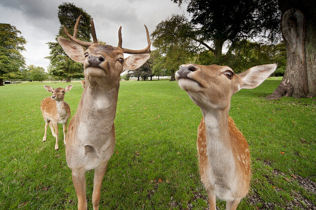 'Deer (Cervidae) Coming Close To The Camera; Northumberland, England'