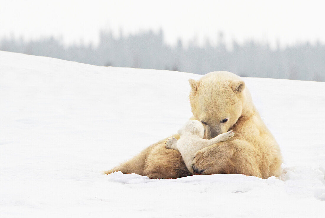 'Polar Bear Sow (Ursus Maritimus) Holds Her Young Cub Tenderly In Her Paws At Wapusk National Park; Churchill, Manitoba, Canada'