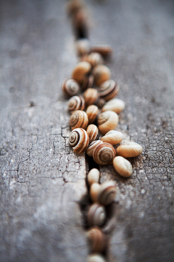 Small Seashells